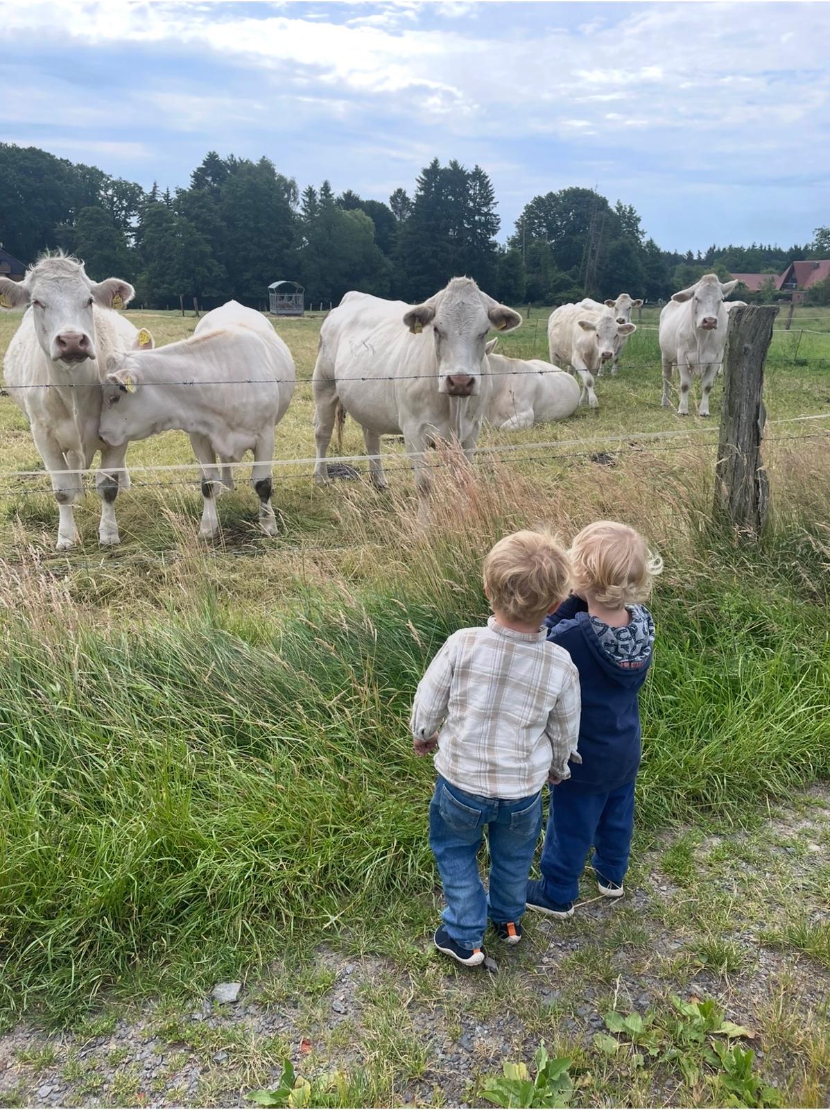 Kinder beobachten Kühe
