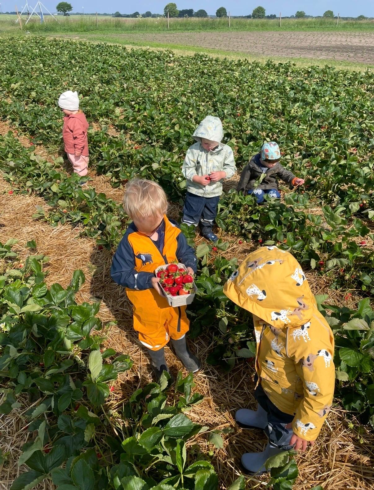 Kinder pflücken Erdbeeren